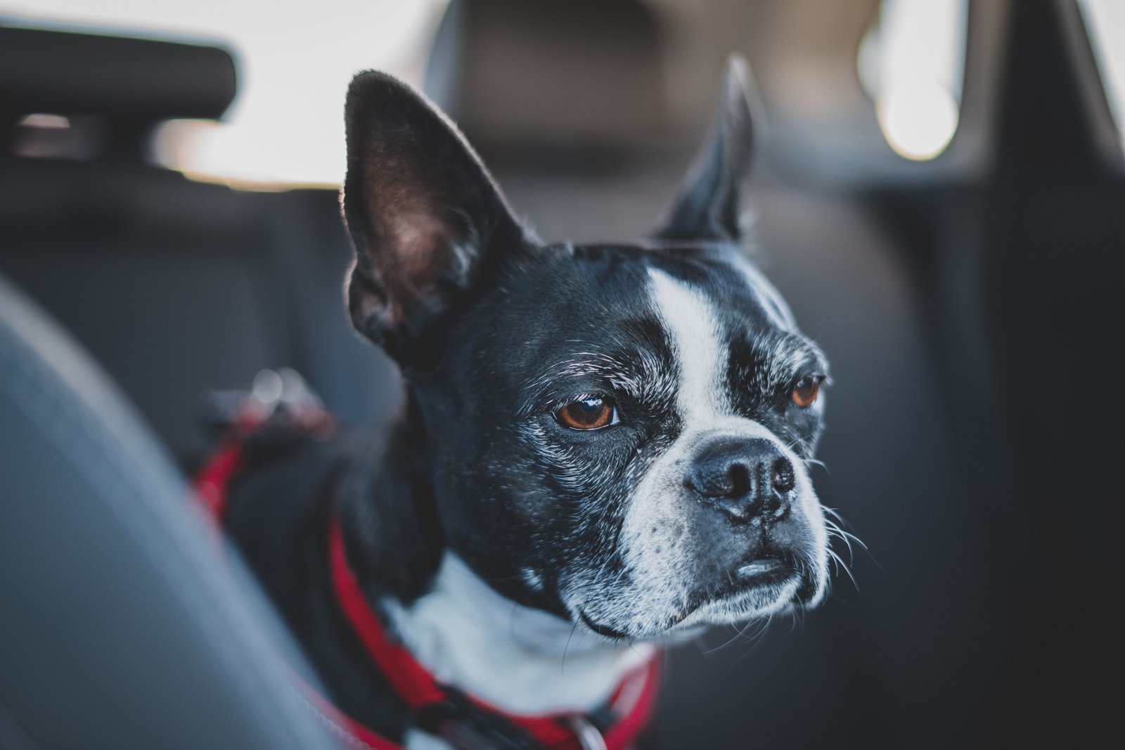Pet travel contract
